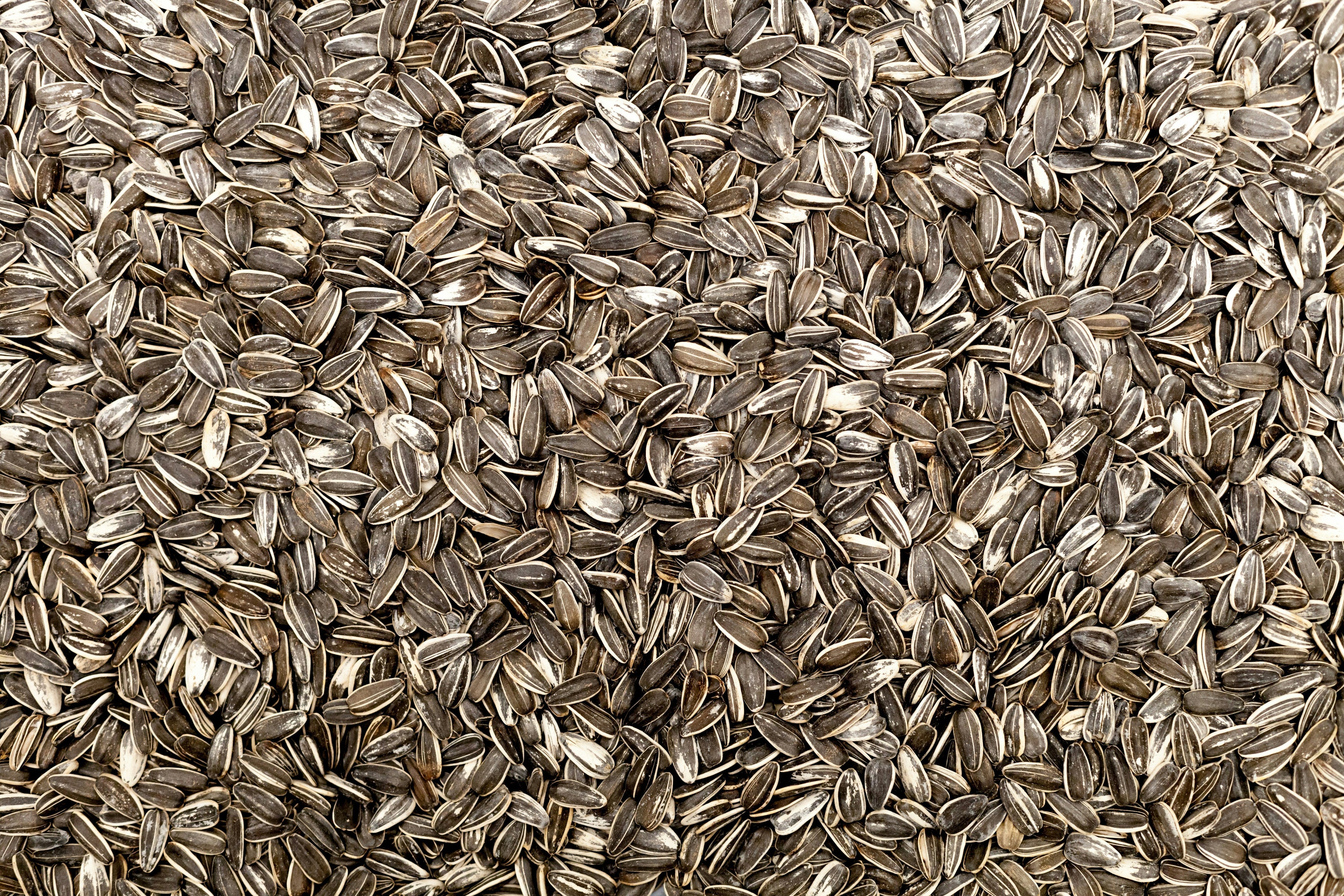 The Truth About Seed Oils: Why We Avoid Them at Mother Acres
