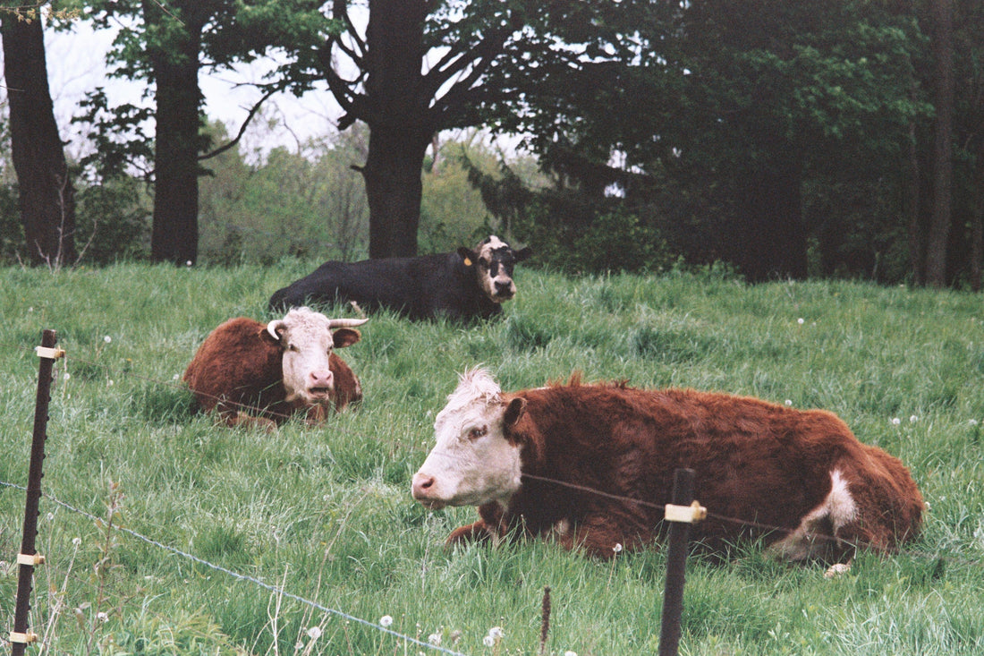 5 Reasons We Choose Grass-Fed Beef (And Why You Should Too)
